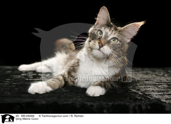 liegende Maine Coon / lying Maine Coon / RR-08886
