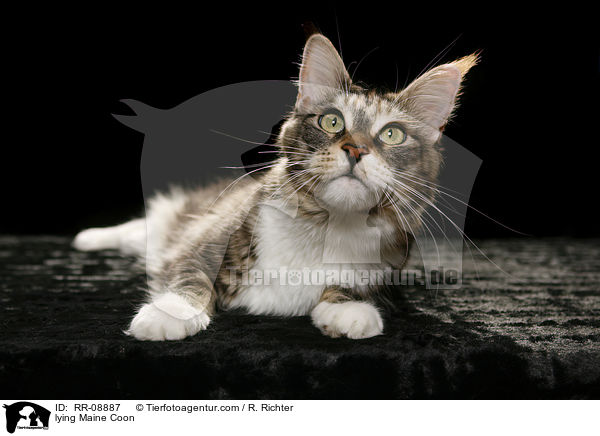 liegende Maine Coon / lying Maine Coon / RR-08887