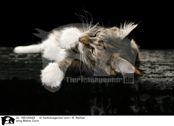 liegende Maine Coon / lying Maine Coon / RR-08888