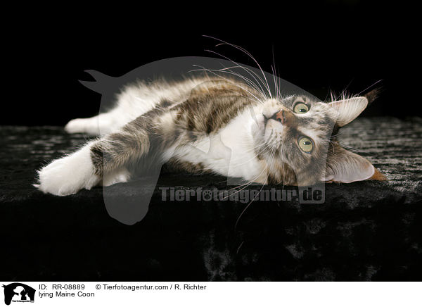 liegende Maine Coon / lying Maine Coon / RR-08889