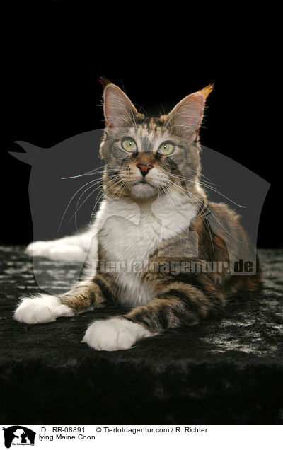 liegende Maine Coon / lying Maine Coon / RR-08891