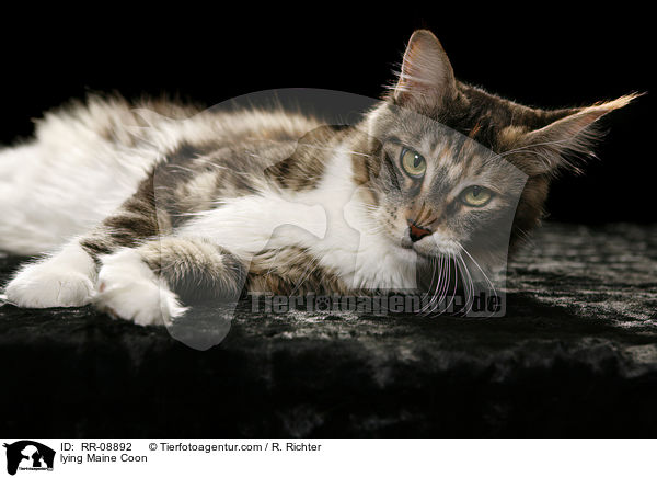 liegende Maine Coon / lying Maine Coon / RR-08892