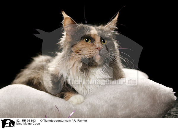 liegende Maine Coon / lying Maine Coon / RR-08893