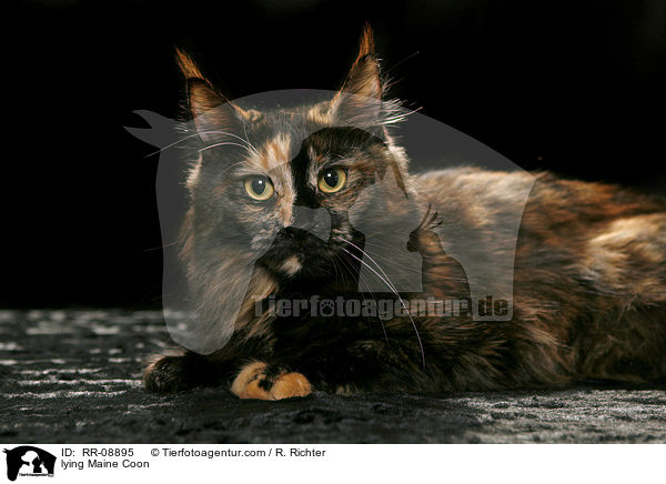 liegende Maine Coon / lying Maine Coon / RR-08895