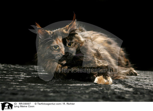liegende Maine Coon / lying Maine Coon / RR-08897