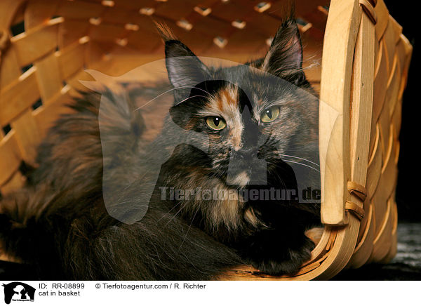 Katze im Krbchen / cat in basket / RR-08899