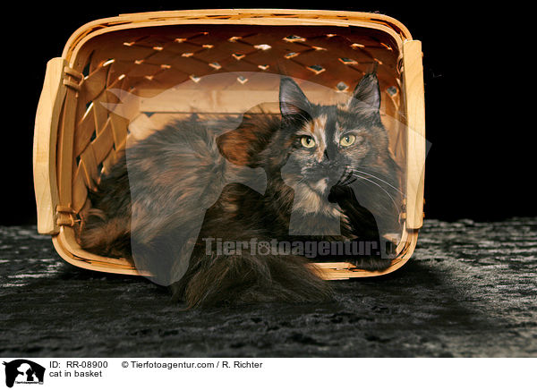 Katze im Krbchen / cat in basket / RR-08900