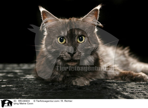 liegende Maine Coon / lying Maine Coon / RR-08904