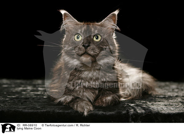 liegende Maine Coon / lying Maine Coon / RR-08910