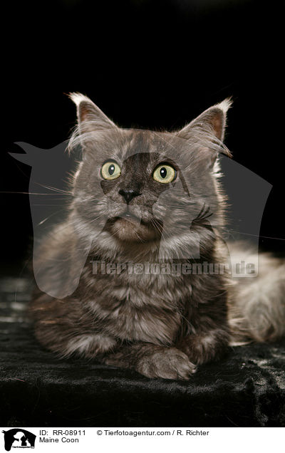 Maine Coon / Maine Coon / RR-08911
