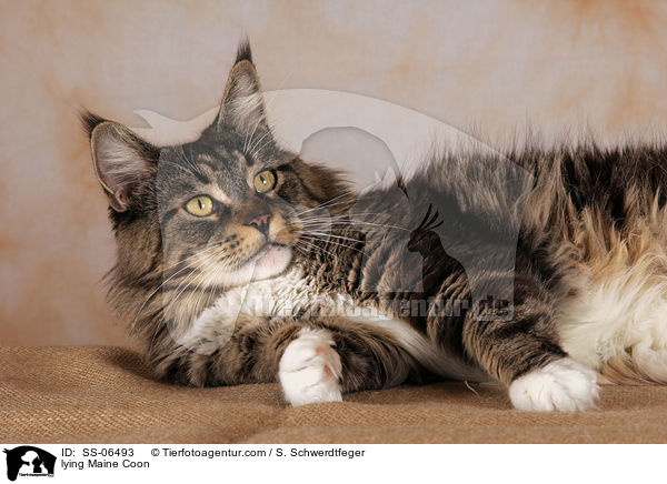 liegende Maine Coon / lying Maine Coon / SS-06493