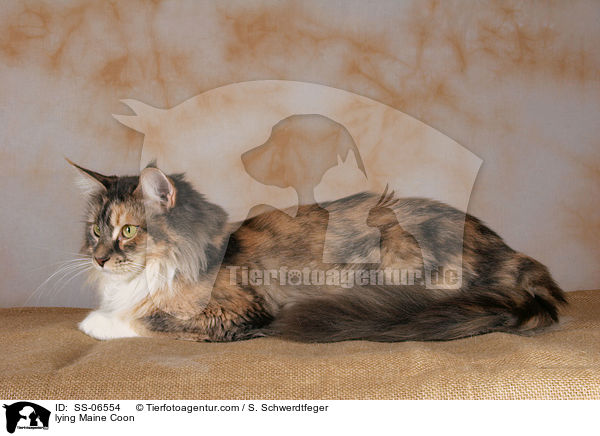 liegende Maine Coon / lying Maine Coon / SS-06554