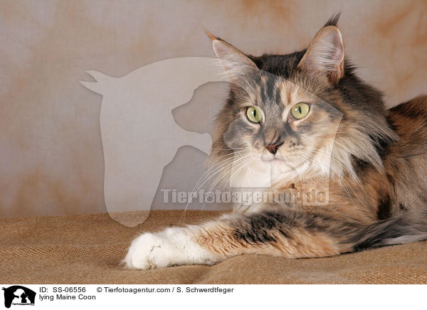 liegende Maine Coon / lying Maine Coon / SS-06556