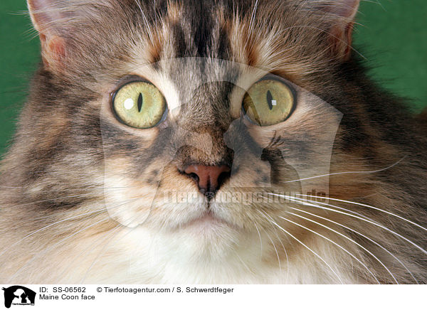 Maine Coon face / SS-06562