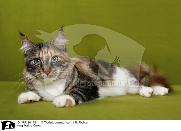 liegende Maine Coon / lying Maine Coon / RR-10153