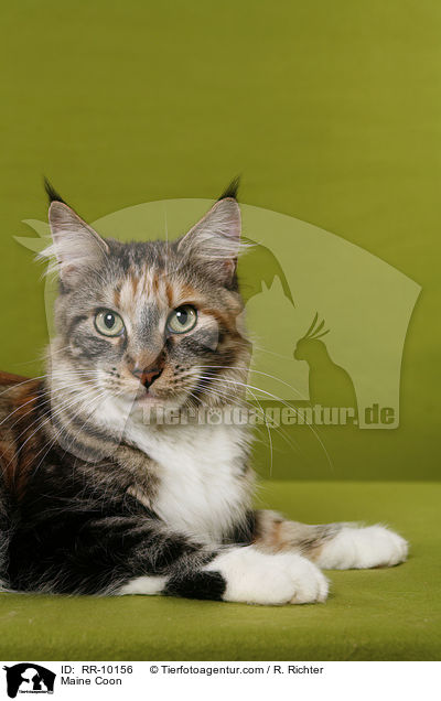Maine Coon / Maine Coon / RR-10156