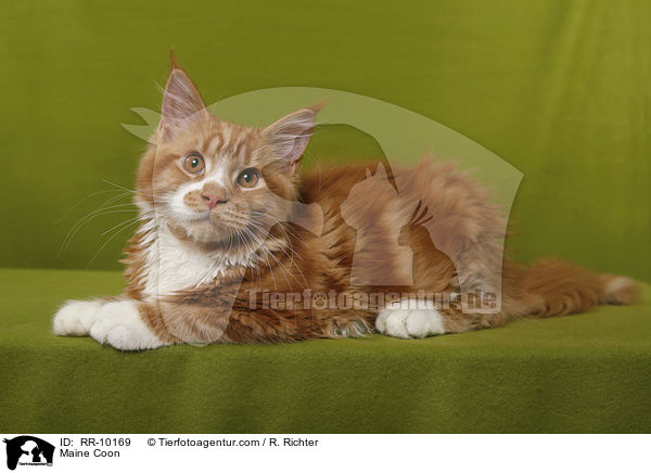 Maine Coon / Maine Coon / RR-10169