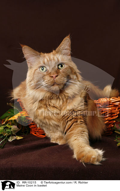 Maine Coon im Krbchen / Maine Coon in basket / RR-10215