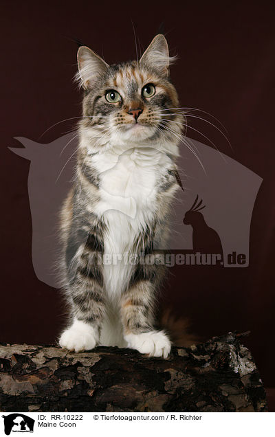Maine Coon / Maine Coon / RR-10222