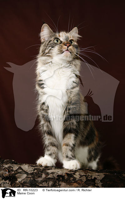 Maine Coon / Maine Coon / RR-10223