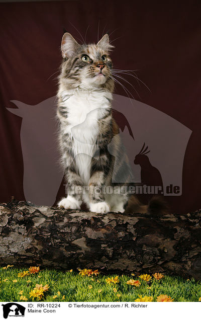 Maine Coon / Maine Coon / RR-10224
