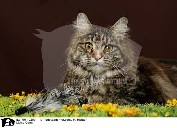 Maine Coon / Maine Coon / RR-10250
