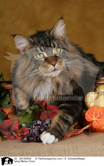 liegende Maine Coon / lying Maine Coon / SS-06692