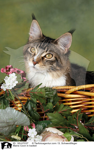 Maine Coon in Krbchen / Maine Coon in basket / SS-07037
