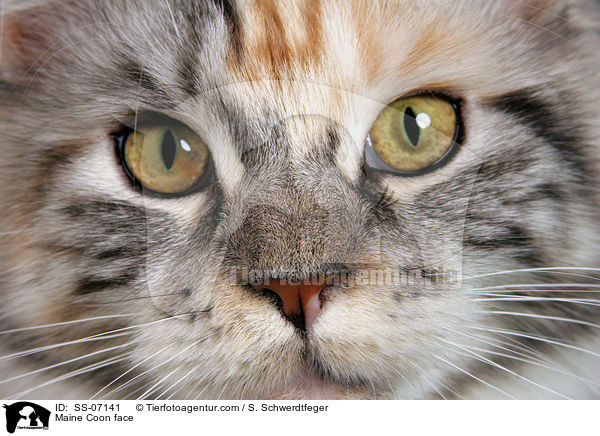 Maine Coon face / SS-07141