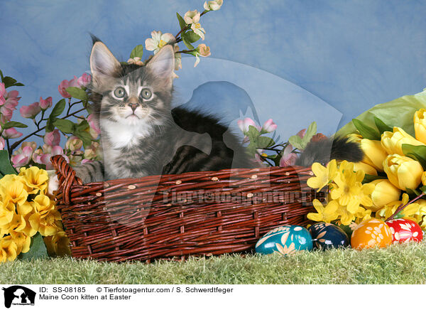 Maine Coon kitten at Easter / SS-08185
