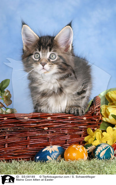 Maine Coon kitten at Easter / SS-08189