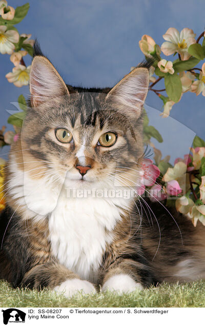 lying Maine Coon / SS-08207