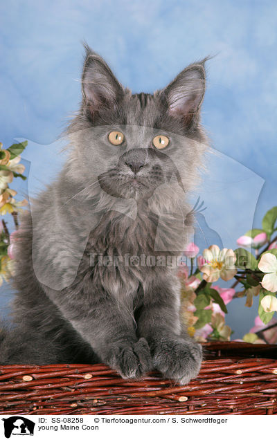 junge Maine Coon / young Maine Coon / SS-08258
