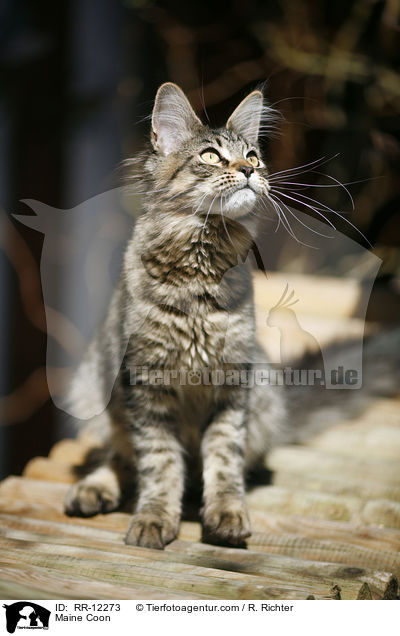 Maine Coon / Maine Coon / RR-12273