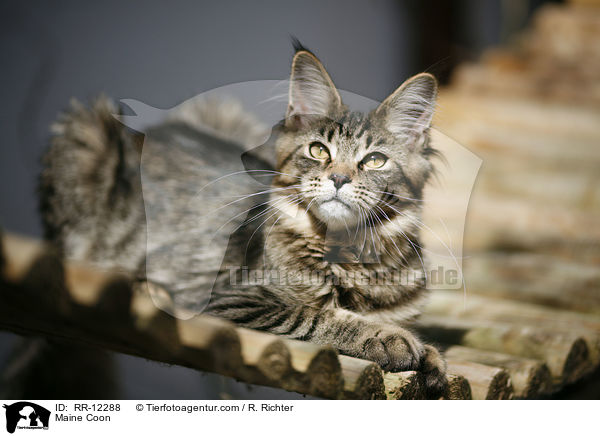 Maine Coon / Maine Coon / RR-12288