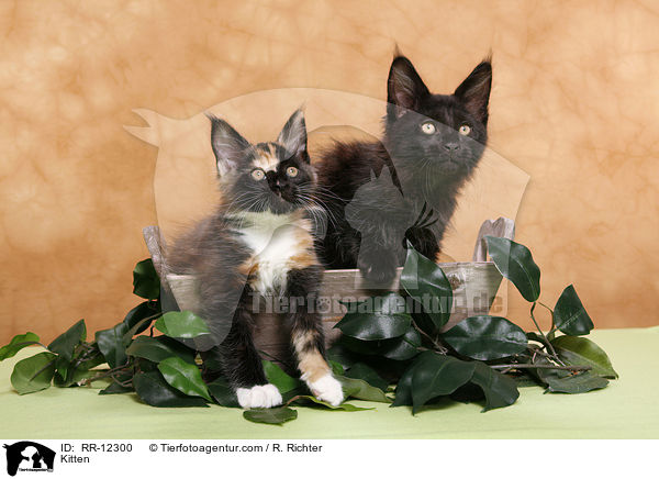 Maine Coon Ktzchen / Kitten / RR-12300