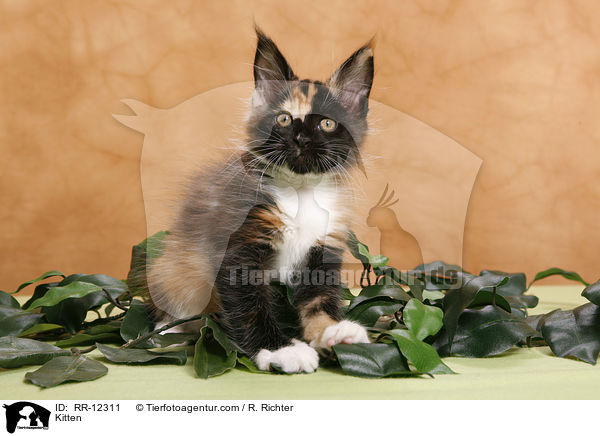 Maine Coon Ktzchen / Kitten / RR-12311