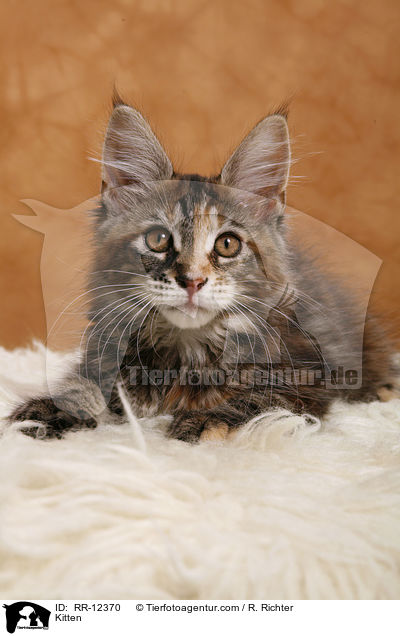 Maine Coon Ktzchen / Kitten / RR-12370