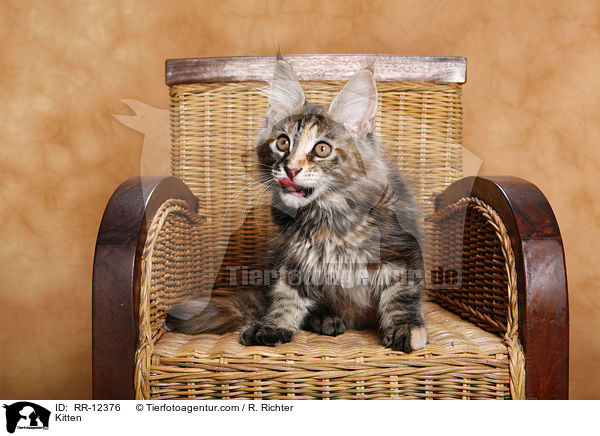 Maine Coon Ktzchen / Kitten / RR-12376