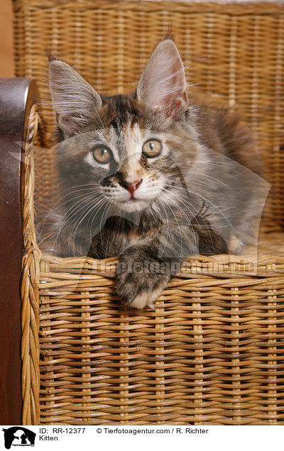 Maine Coon Ktzchen / Kitten / RR-12377