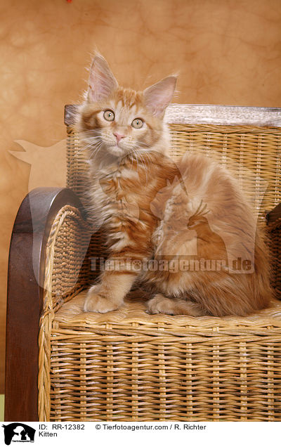 Maine Coon Ktzchen / Kitten / RR-12382