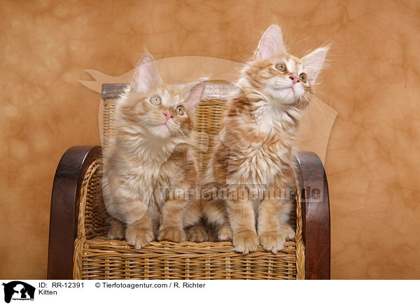 Maine Coon Ktzchen / Kitten / RR-12391