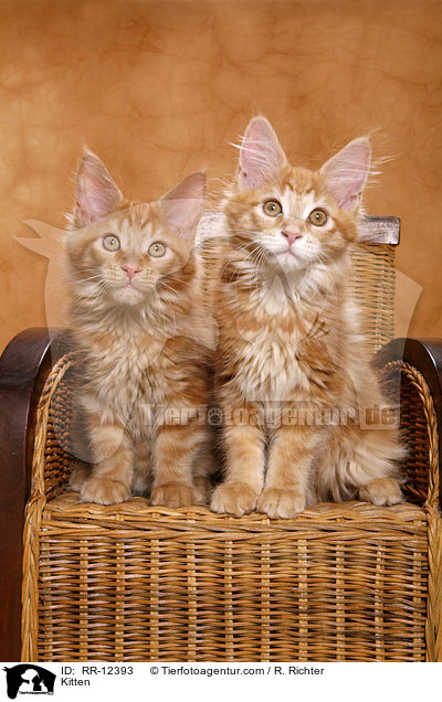 Maine Coon Ktzchen / Kitten / RR-12393