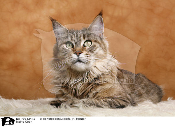 Maine Coon / Maine Coon / RR-12412