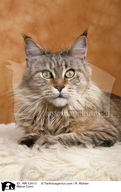 Maine Coon / Maine Coon / RR-12413