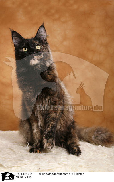 Maine Coon / Maine Coon / RR-12440
