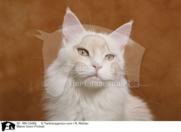 Maine Coon Portrait / Maine Coon Portrait / RR-12489