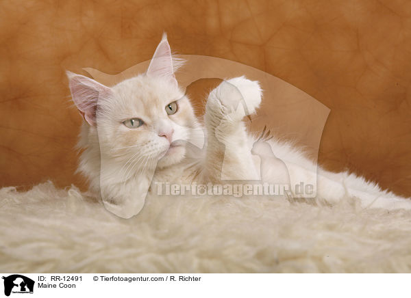 Maine Coon / Maine Coon / RR-12491