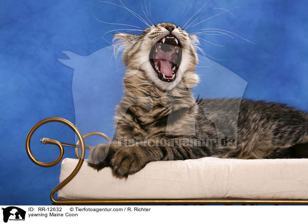 ghnende Maine Coon / yawning Maine Coon / RR-12632