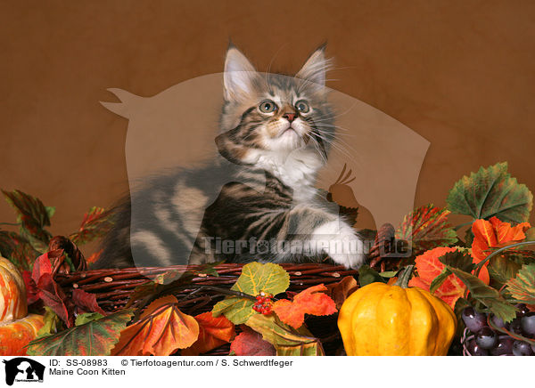 Maine Coon Ktzchen / Maine Coon Kitten / SS-08983